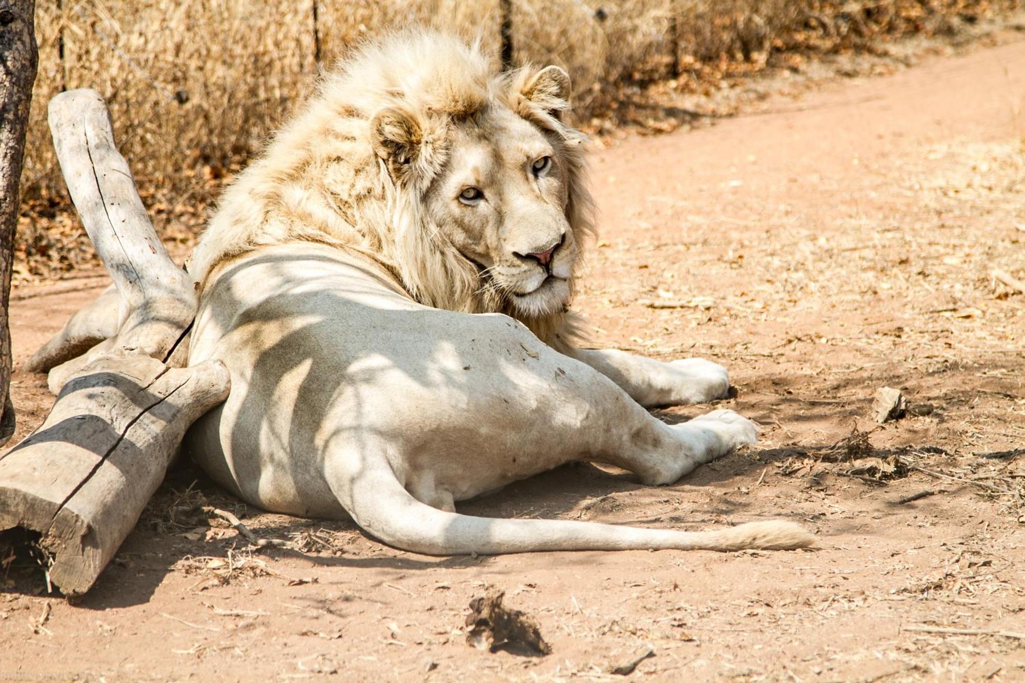 Simba Safaris African Pride Exotic Lodge Lephalale Exterior foto