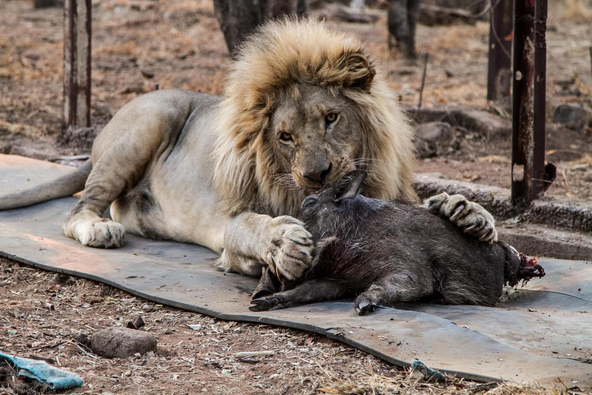 Simba Safaris African Pride Exotic Lodge Lephalale Exterior foto